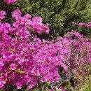 강애산애 이미지