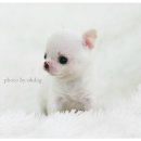 잘나가는 강아지 이미지