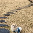 메르시 애견 펜션 이미지