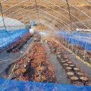 여주-0554 이미지