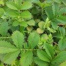 선학초등학교 이미지