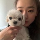 다정펫