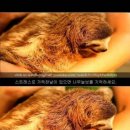 나무늘보 Daum카페