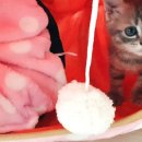 베스트 태권도 이미지