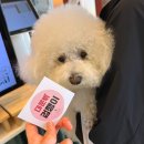 명가카 | 청주 애견카페 푸르댕댕 솔직후기｜넓고 쾌적한 실내, 수제버거까지 맛집