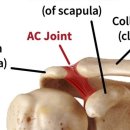 디오필라앤핏 오목교점 이미지
