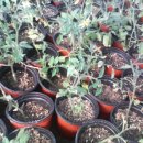 둘리 농장 이미지