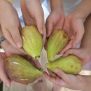 무화과나무 이미지