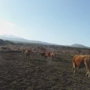 황소목장 이미지