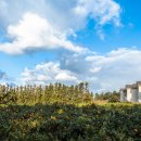 스파벨리스 이미지