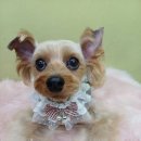 강릉애견하우스 이미지