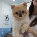 광교 우리들동물병원 이미지