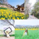 [덕계]사계절 낭만 「꽃그림 그리기」 | 충남 예산 가볼만한곳 추사고택 아그로랜드 치유의숲 봄꽃 향연 당일 여행 코스