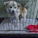 인월동물병원 이미지