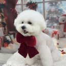 해오름유치원 | 성남 단대오거리 애견미용 '멍균관대'에서 비숑 스포팅 가위컷 후기