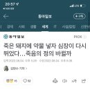 죽은 돼지에 약물 넣자 심장이 다시 뛰었다…죽음의 정의 바뀔까 이미지