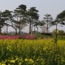 황금물결 이미지