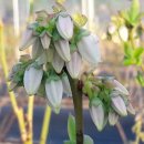 이명희농장 이미지