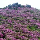 ＜초암산＞- korea-200名山-126회-수남리~큰바위~草庵山~철쭉제단~철쭉봉~광대코재~무남이재~ 철쭉 산행story-01, 이미지