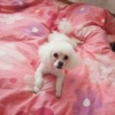 영락고등학교 이미지