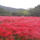 선운사꽃무릇 이미지