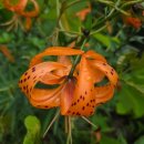 해오름 거진항생선찜 이미지