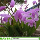 우란농장 네이버블로그