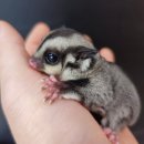 와우펫앤쥬 대구점 이미지