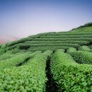 녹차향민박 | 하동 녹차축제 여행 후기 (체험, 맛집, 꿀팁)