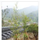 죽순과 굴뚝의 성장기 - 한옥민박 우산정사(단양한옥마을) 이미지