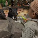 쥬쥬 | 평택 아이랑 갈만한곳 안성 실내동물원 쥬쥬핑월드 후기