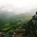 Cat garden 이미지