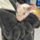 키즈쿠아 | 김포 풍무동 새로 오픈한 실내동물원 쥬쿠아 내돈내산 후기