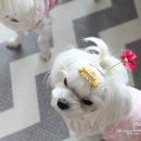 꽃보다 멍 이미지