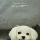 아롱펫샵 이미지