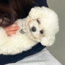 리츠펫(송도점) 이미지