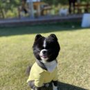 딩가댕가 이미지