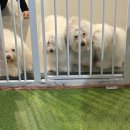 (주)펫스테이션 | 부산 국밥 맛집, 강아지 카페, 광안리 소품샵 추천 / 연세앤치과 【부산 워크숍】 2일차
