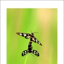 고추잠자리 이미지