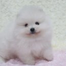 은아샵