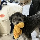 양양하조대마당넓은밤하늘별빛펜션 | 강원도 일주일 살이 애견동반 촌캉스 또 가고 싶은 양양 하조대 마당 넓은 밤하늘 별빛 펜션