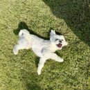 486독스쿨 이미지