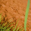 김상률·손병헌 애국 이미지