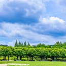 중앙공원-2 이미지