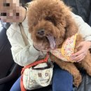 해피한 멍 네이버블로그