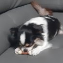 봉자네 Daum카페