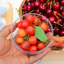 오성농장 이미지