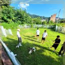 부산애견 이미지