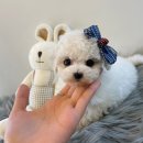 이쁜 댕댕이 이미지