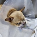 우리동물메디컬센터 | 12살 강아지 담낭 수술, 지인에게 추천 받은 우리들동물메디컬센터 후기